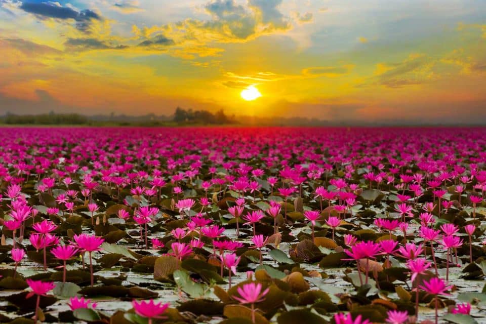 Thailand-lotus-lake