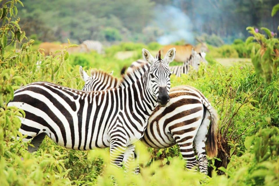 africa-safari