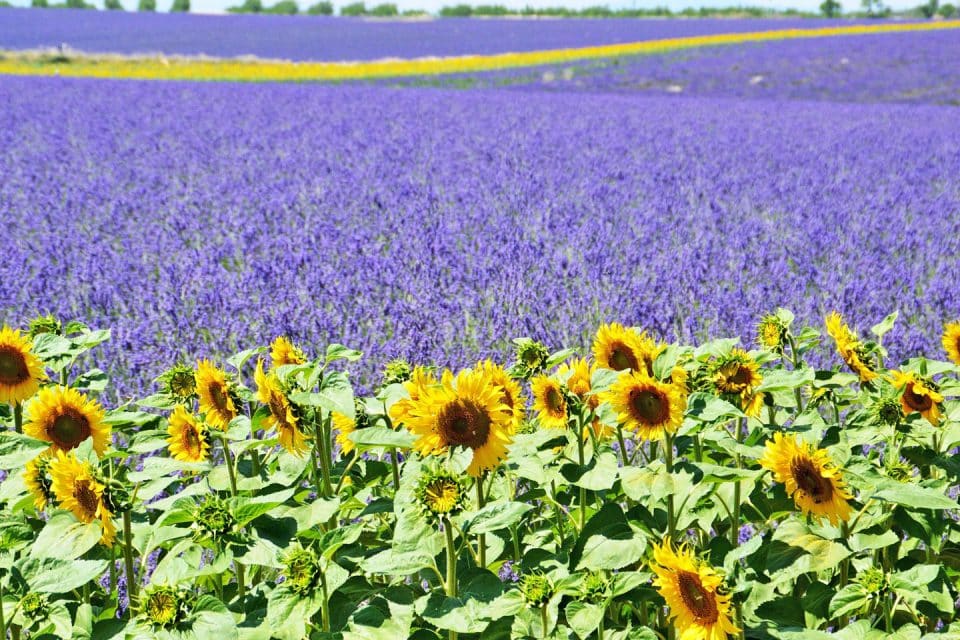 Lavender Fields France