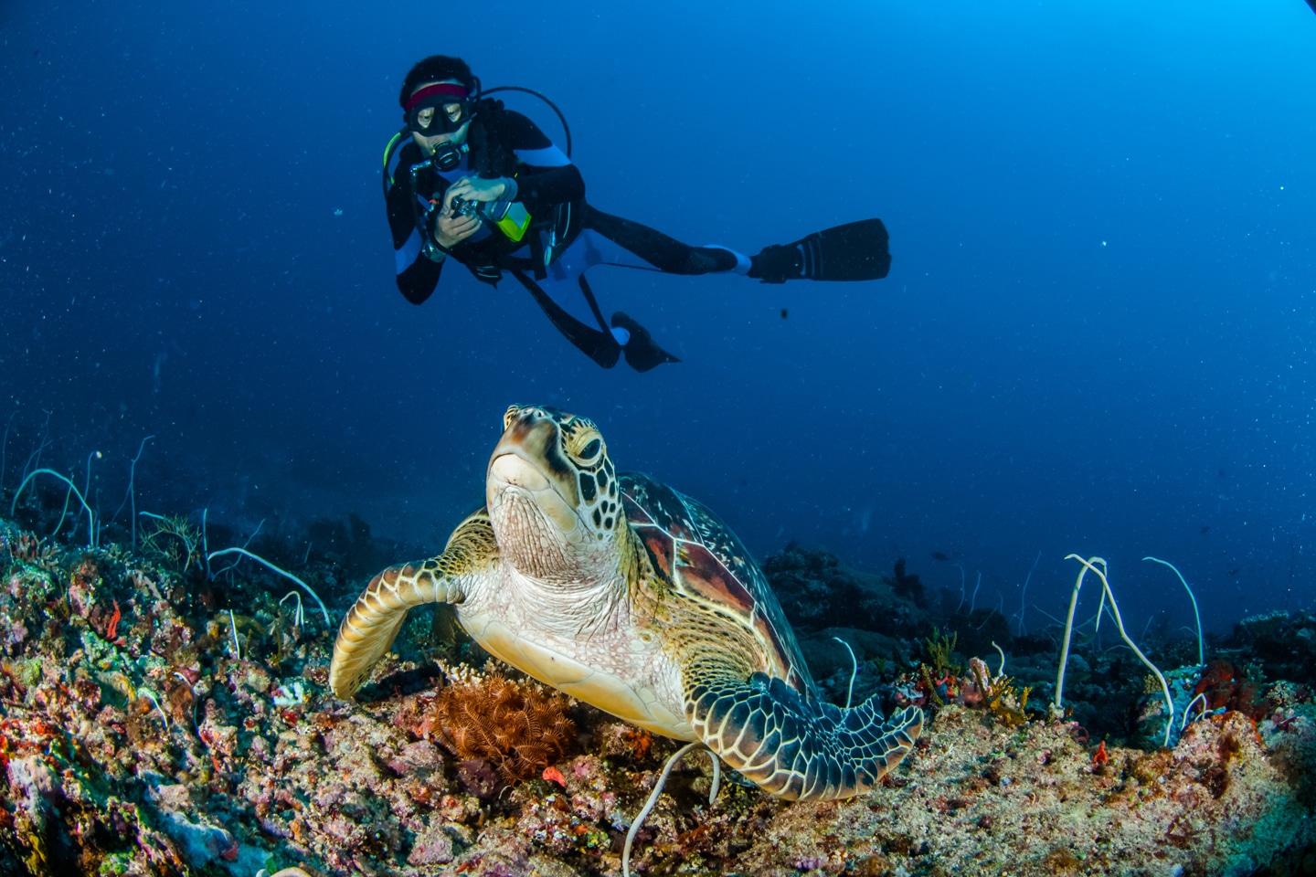diving beside turtle