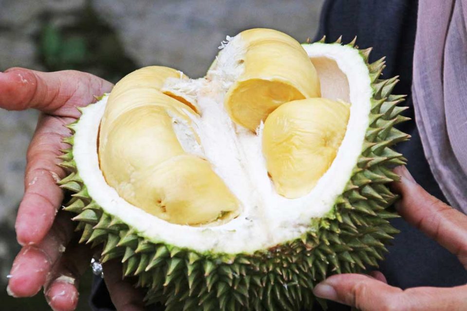 jakarta durian