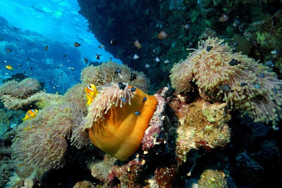 mauritius marine life