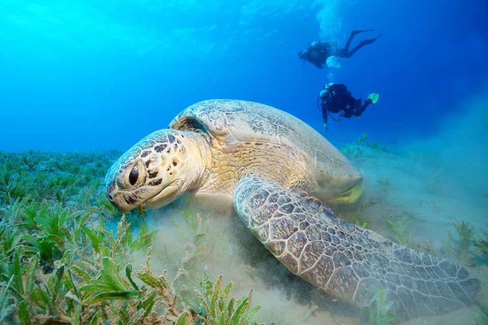 mauritius turtle
