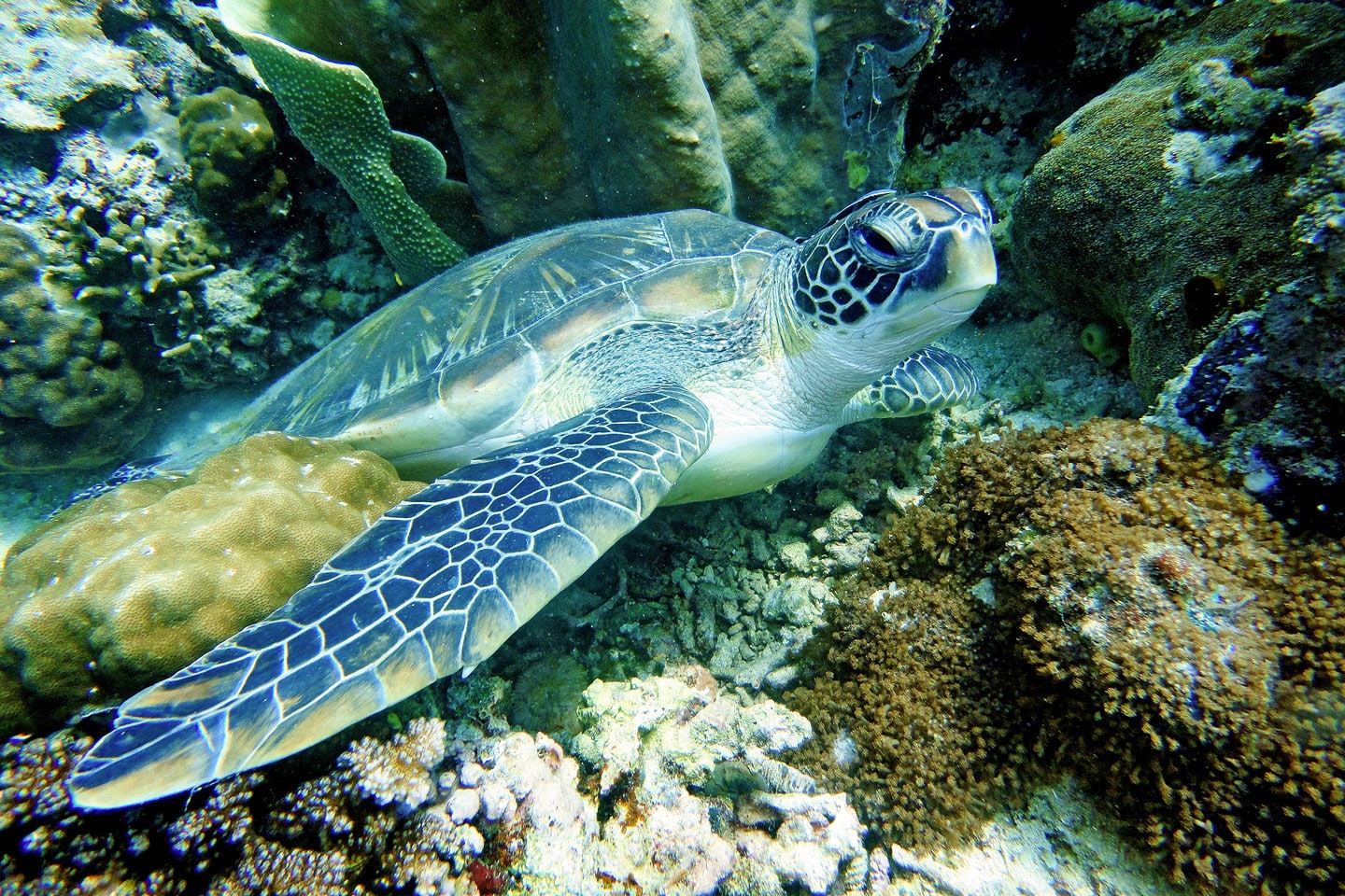 philippines-diving-turtle