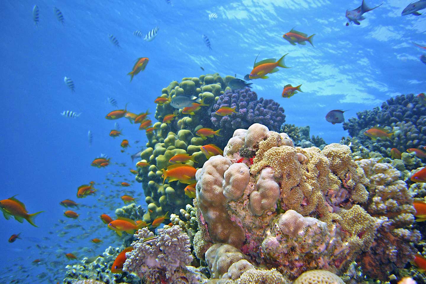 philippines-liveaboard-corals