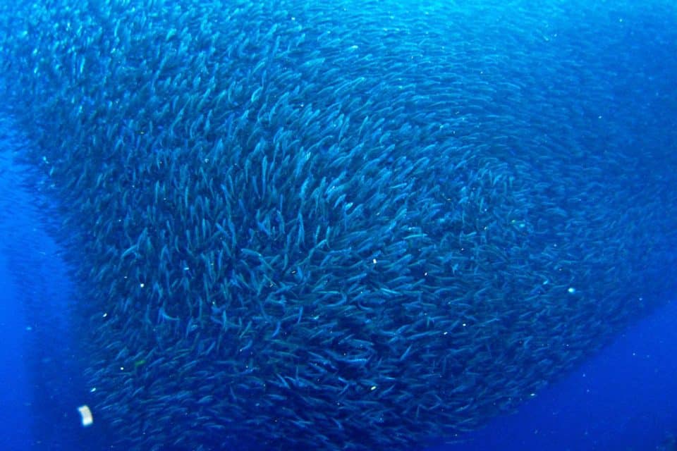 philippinesdiving-sardines