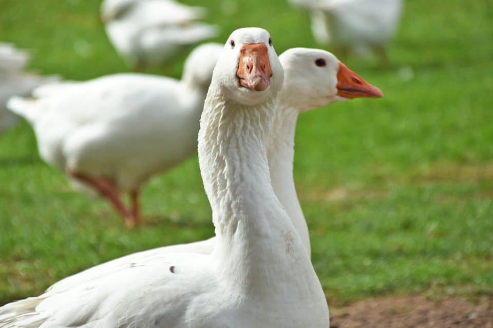 wtf-geese