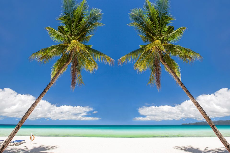 Two palm trees on the beach