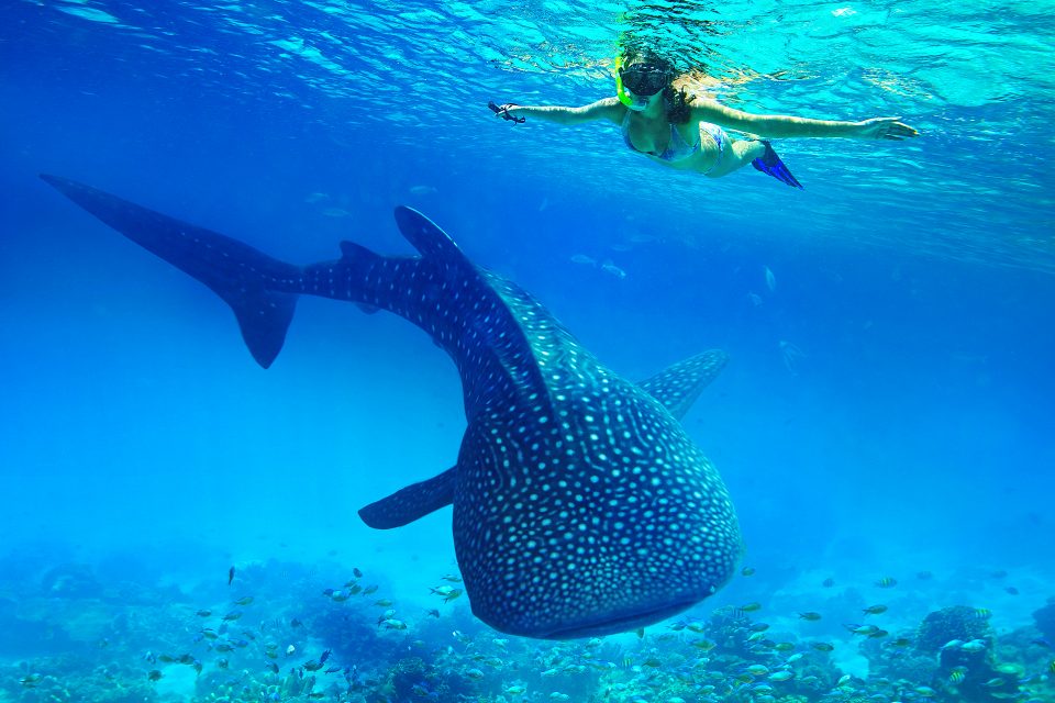 A woman swimming with a whale shark