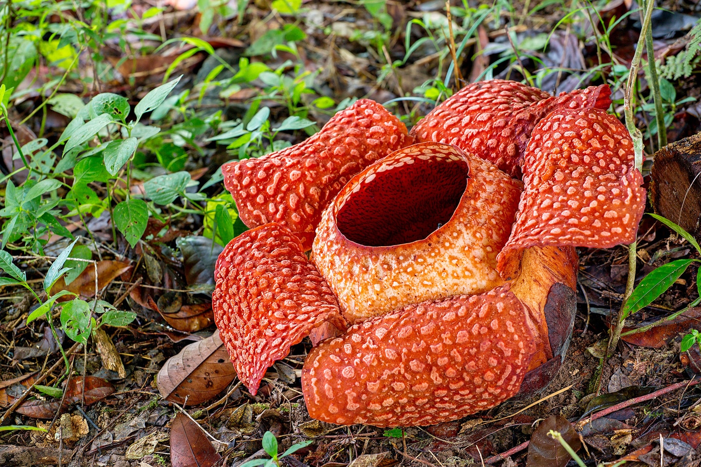 10-awesome-things-antique_rafflesia