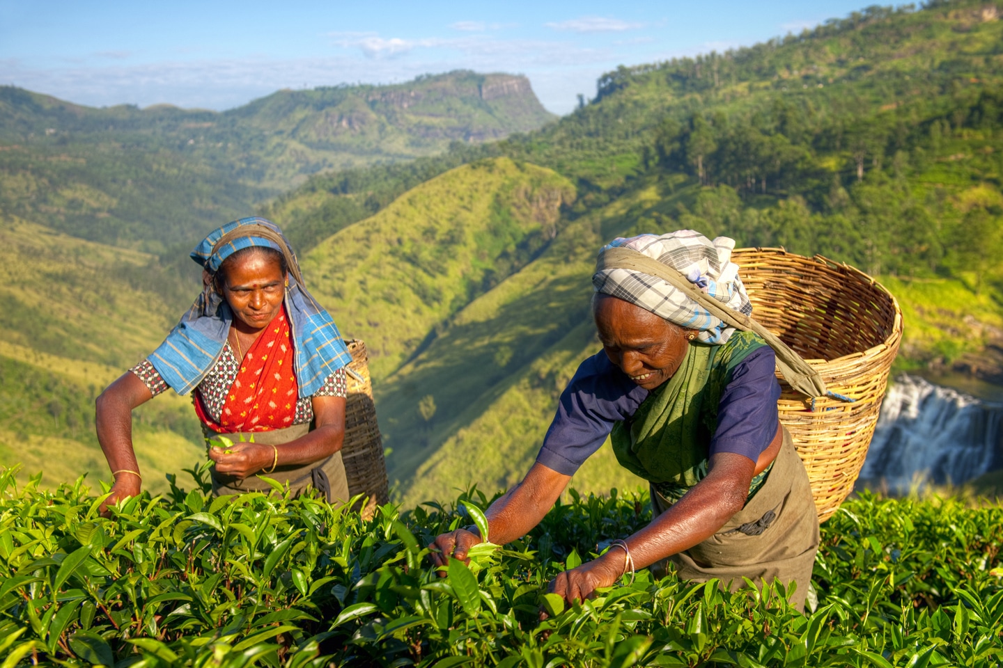 Female Tea Pickers in Plantage, Sri Lanka