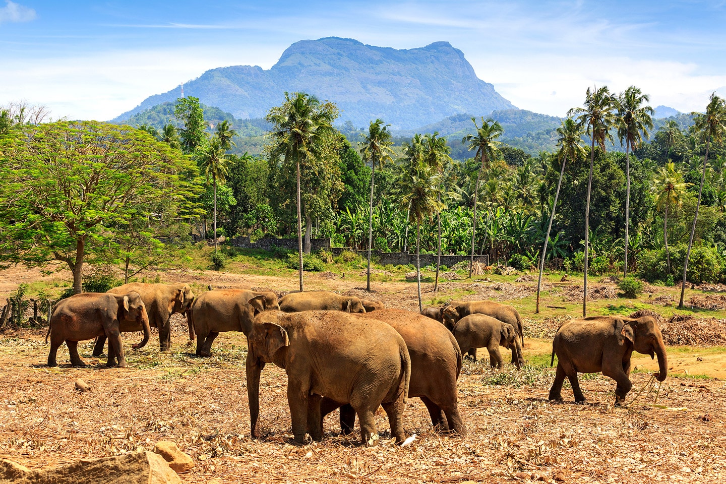 Elephants in Pinawella national park, Sri Lanka
