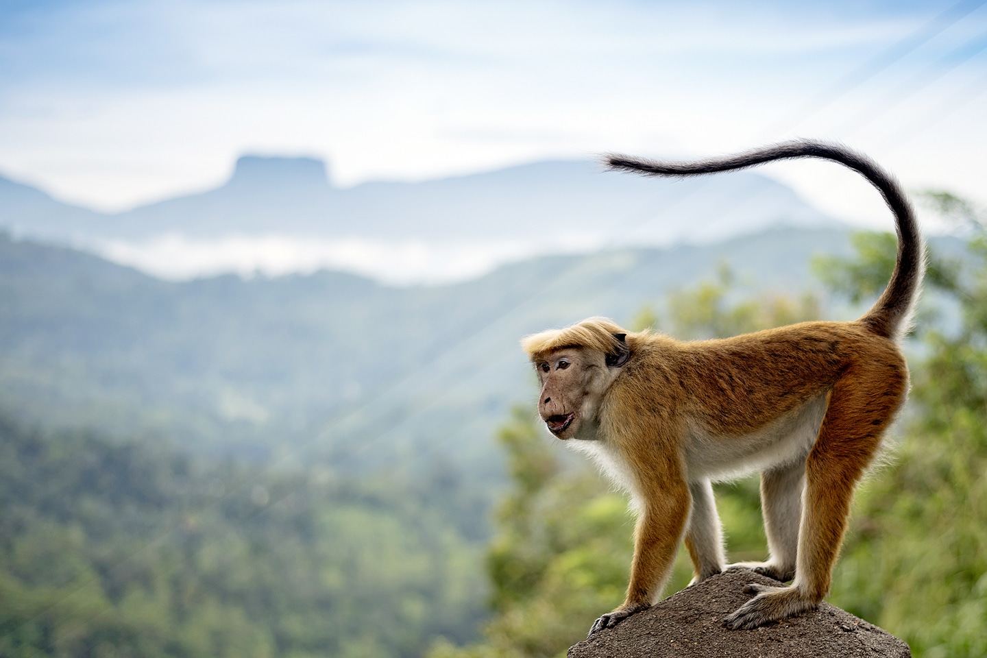Monkey stood on a rock in Sri Lanka