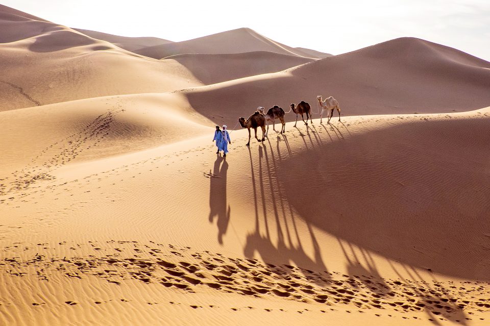 Two guys walk camels across desert