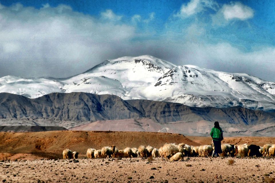 Female nomad with herd in Morocco