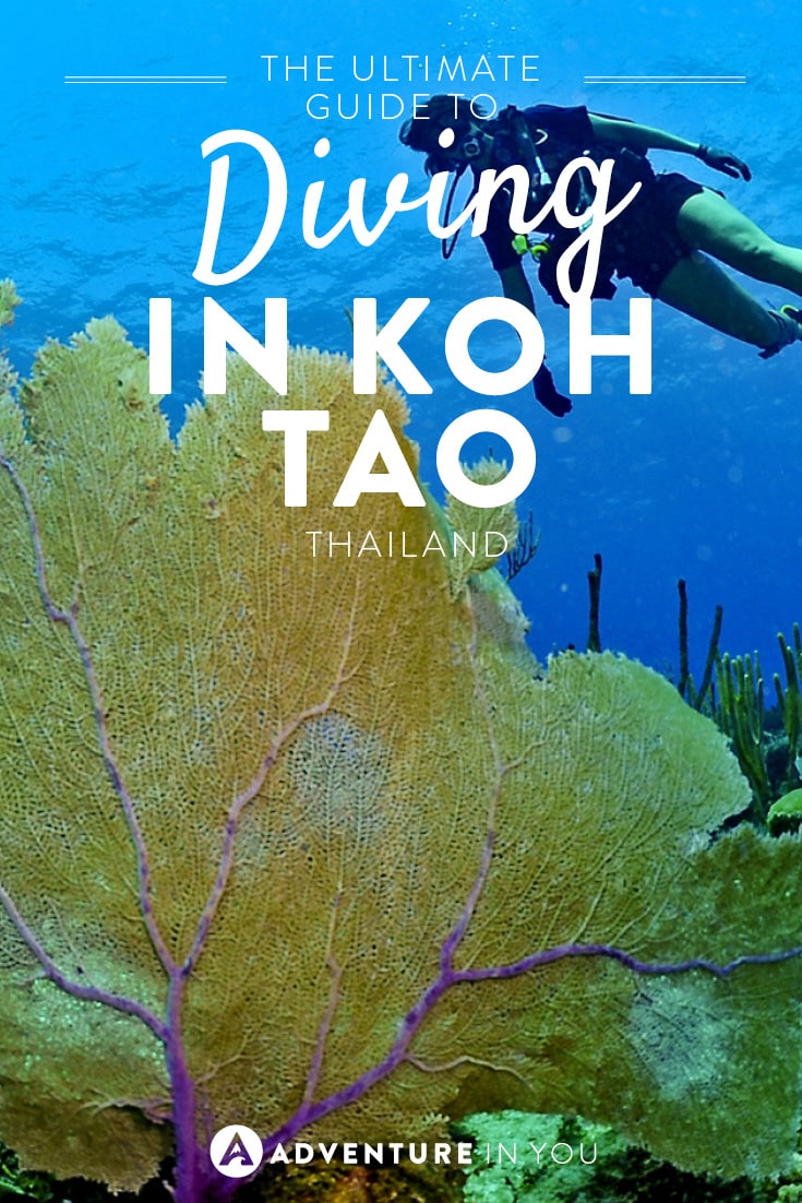 Interested in becoming a certified open water diver in Koh Tao? Here is the ultimate guide which tells you prices, schools, and what to expect!