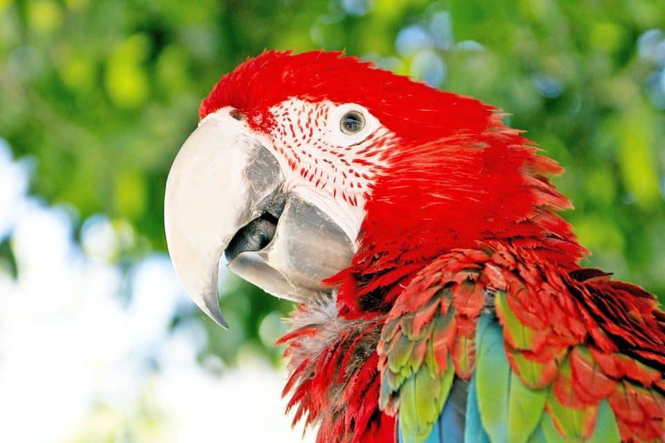 amazon-macaw