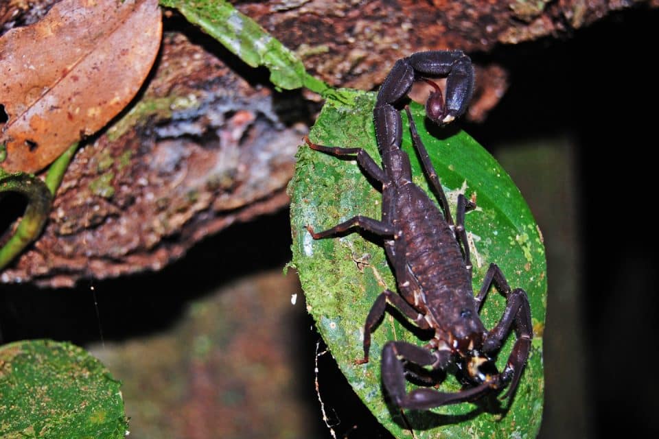 amazon-scorpion