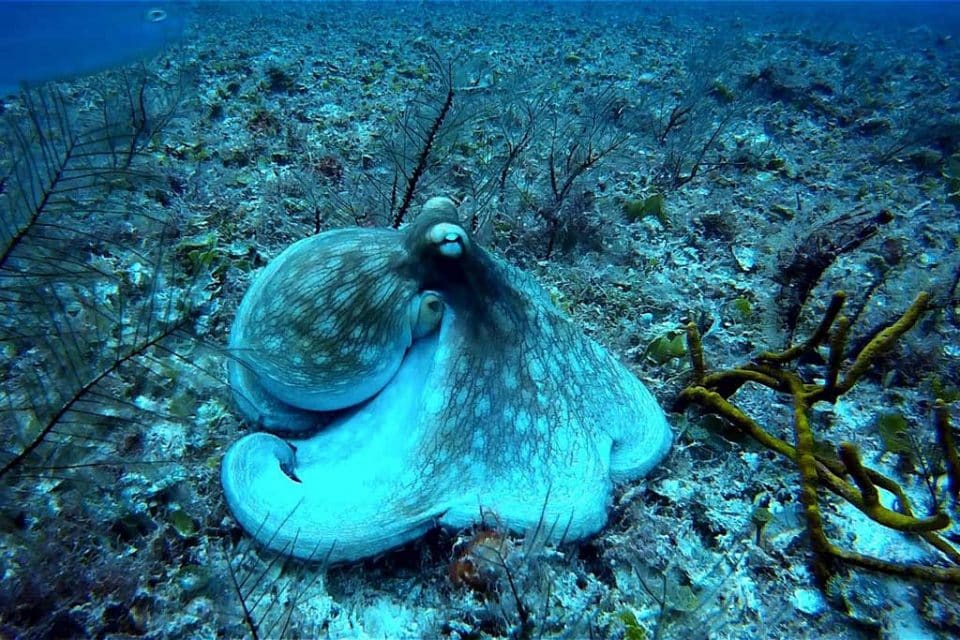cambodia octopus