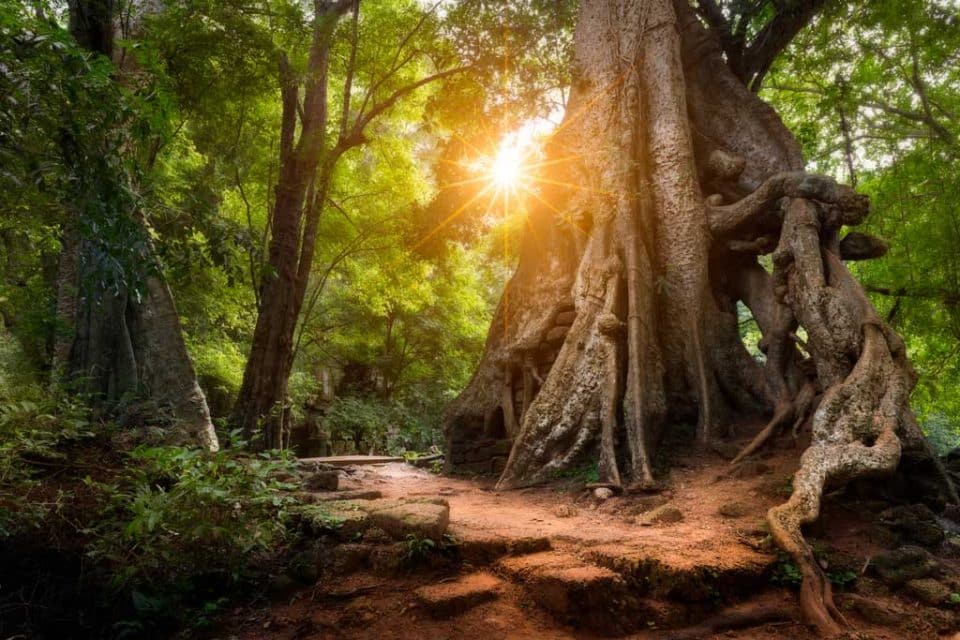 cambodia-trekking-national-park