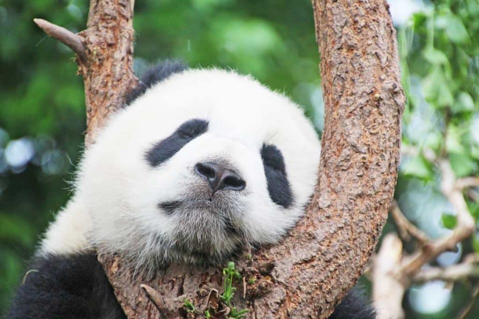 china panda chengdu
