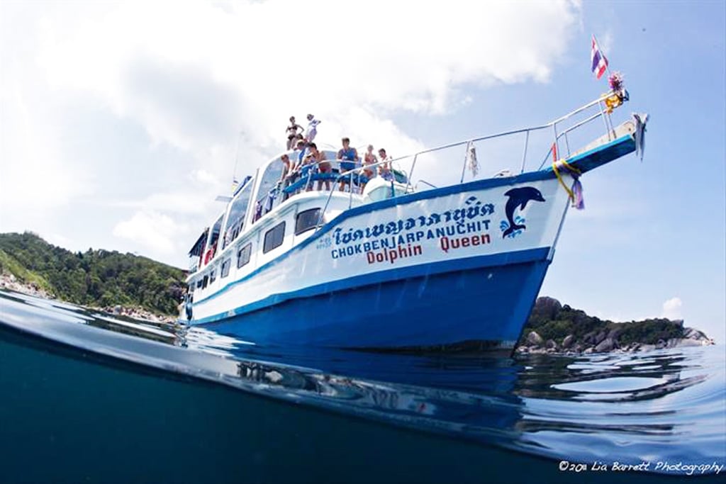 similan island dolphin queen liveaboard room