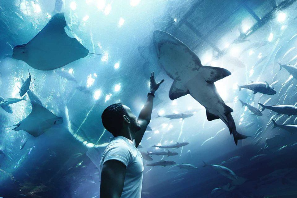 dubai aquarium filled with sharks