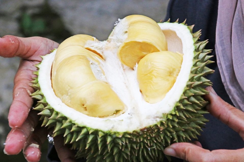 Durian fruit asia