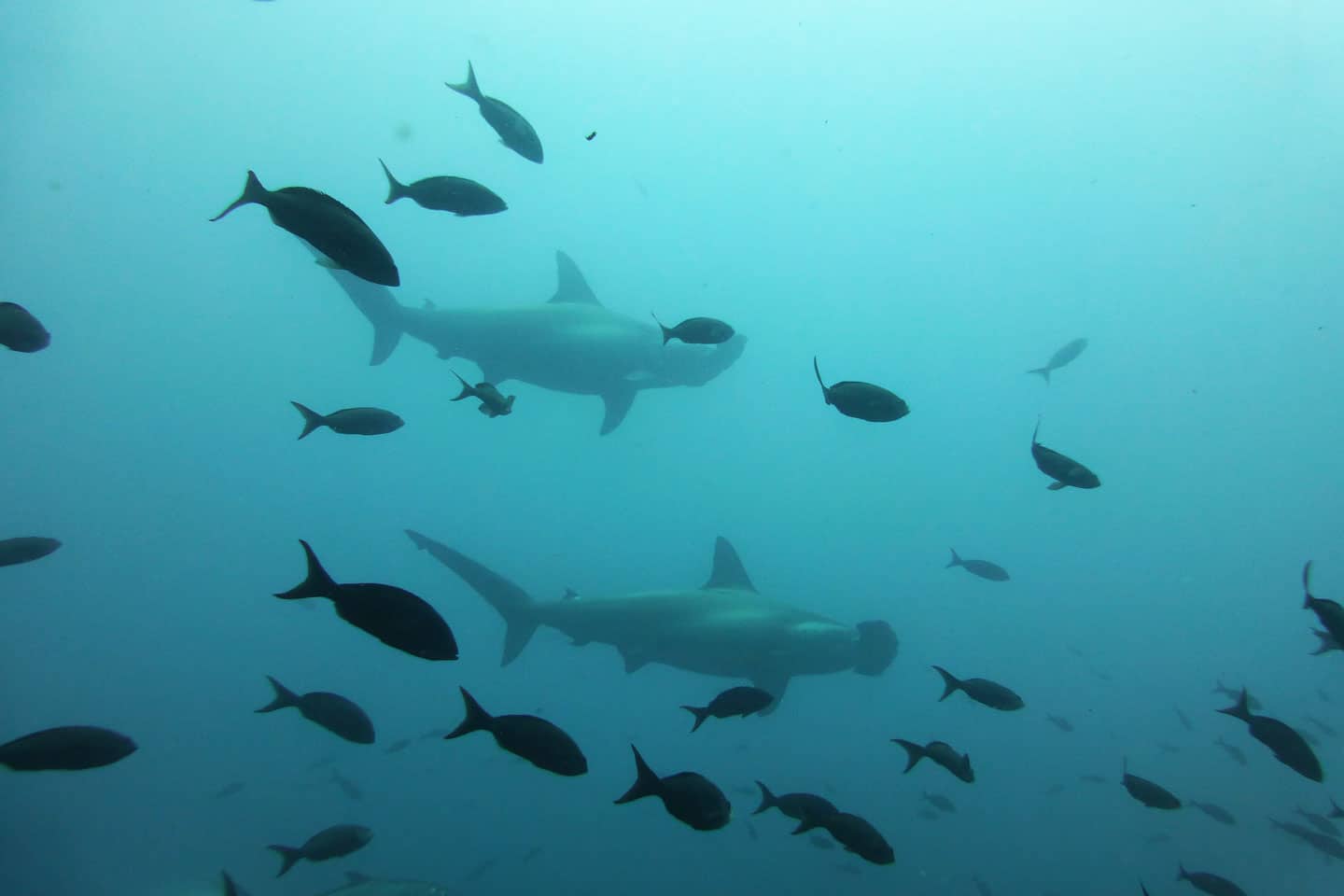 galapagos-hammerhead sharks