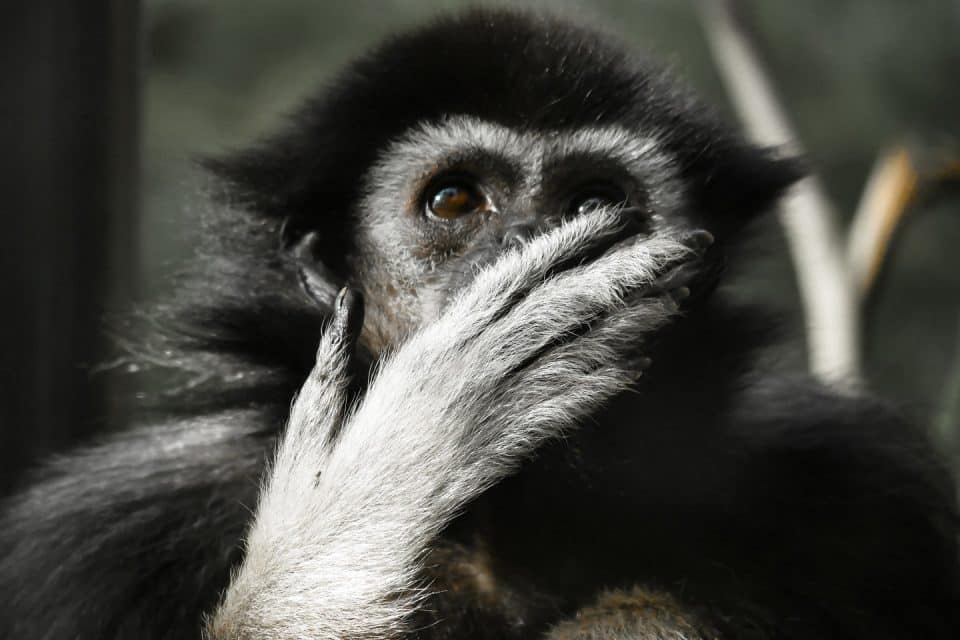 gibbons-thailand