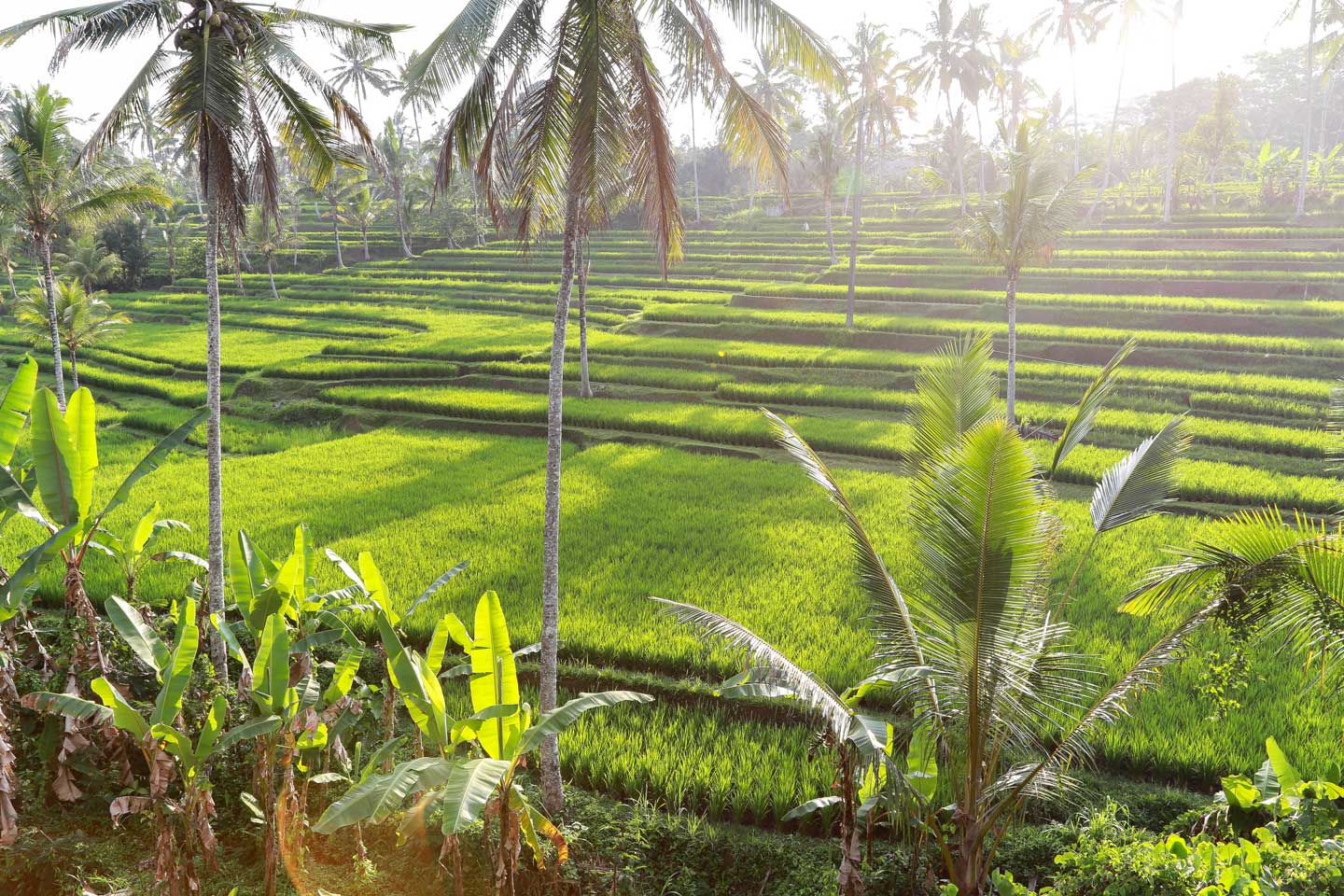 印尼巴厘島的稻田