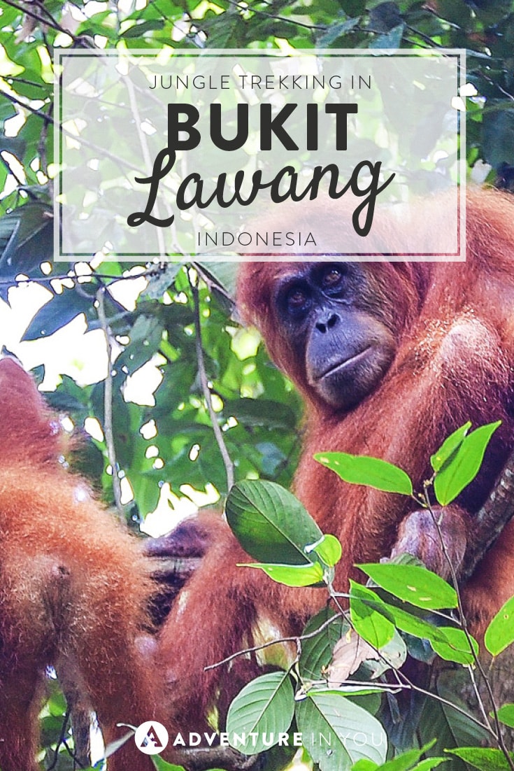 Head on over to Sumatra and enjoy jungle trekking in Bukit Lawang, Indonesia