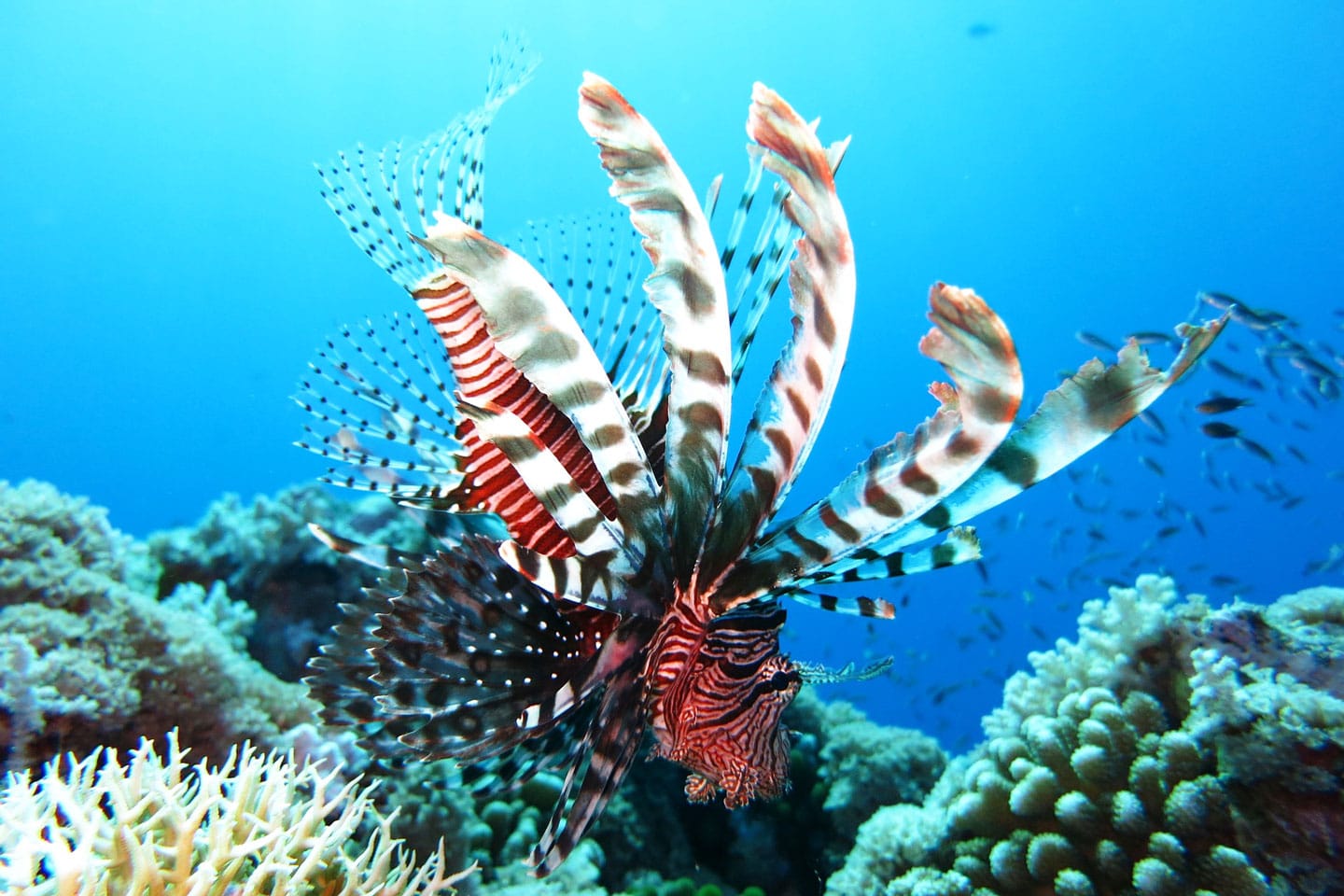 lionfish-palau-diving