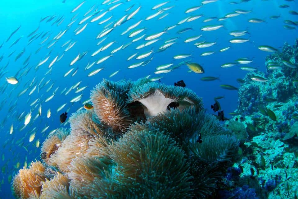 philippines-livaboard-corals