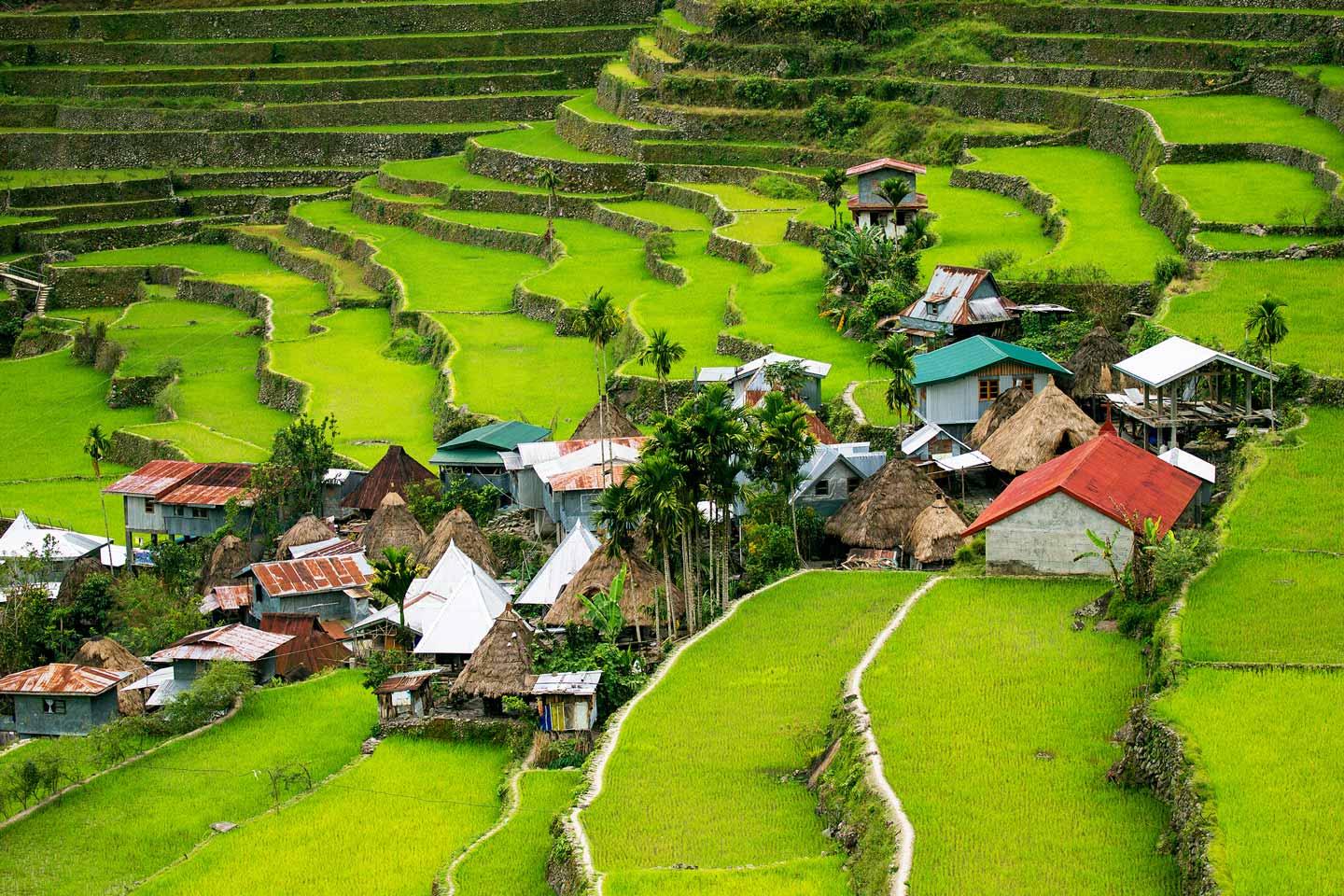 菲律賓的稻田