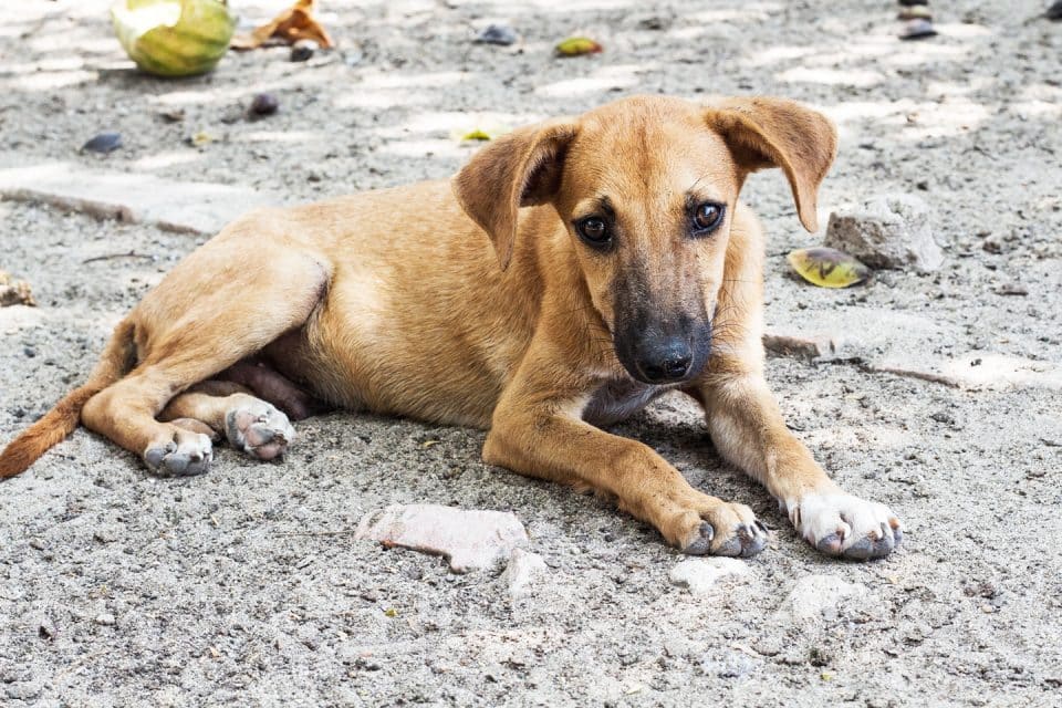 phuket-stray-dogs