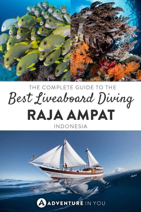 Planning a liveaboard trip to Raja Ampat Indonesia? Check out this complete guide written to help you choose the best liveaboard boat for you.
