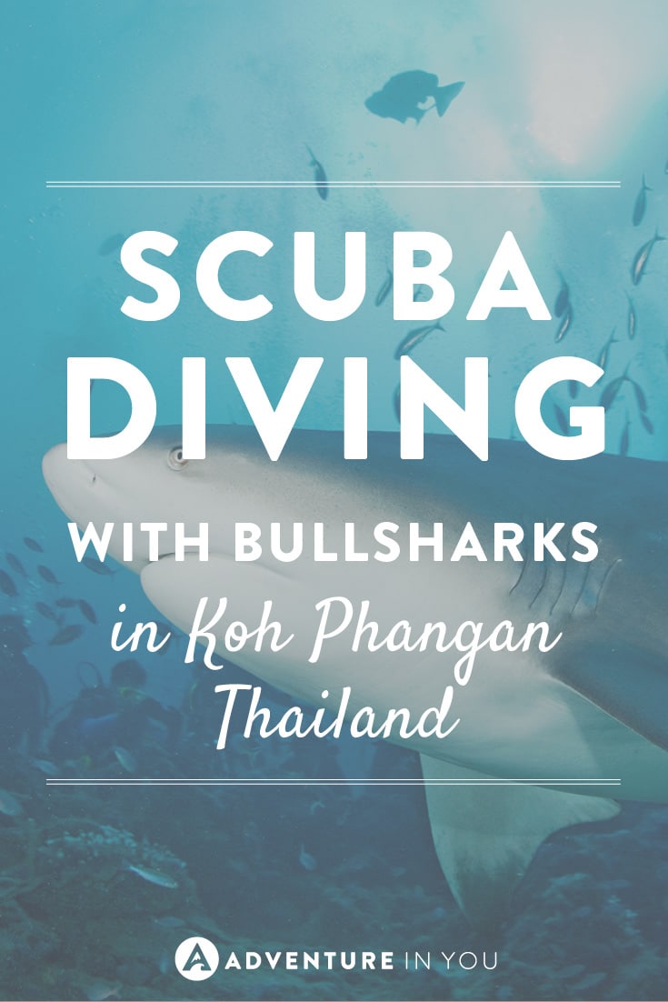 Ever wanted to scuba dive with bullsharks? Don't miss it in Thailand!