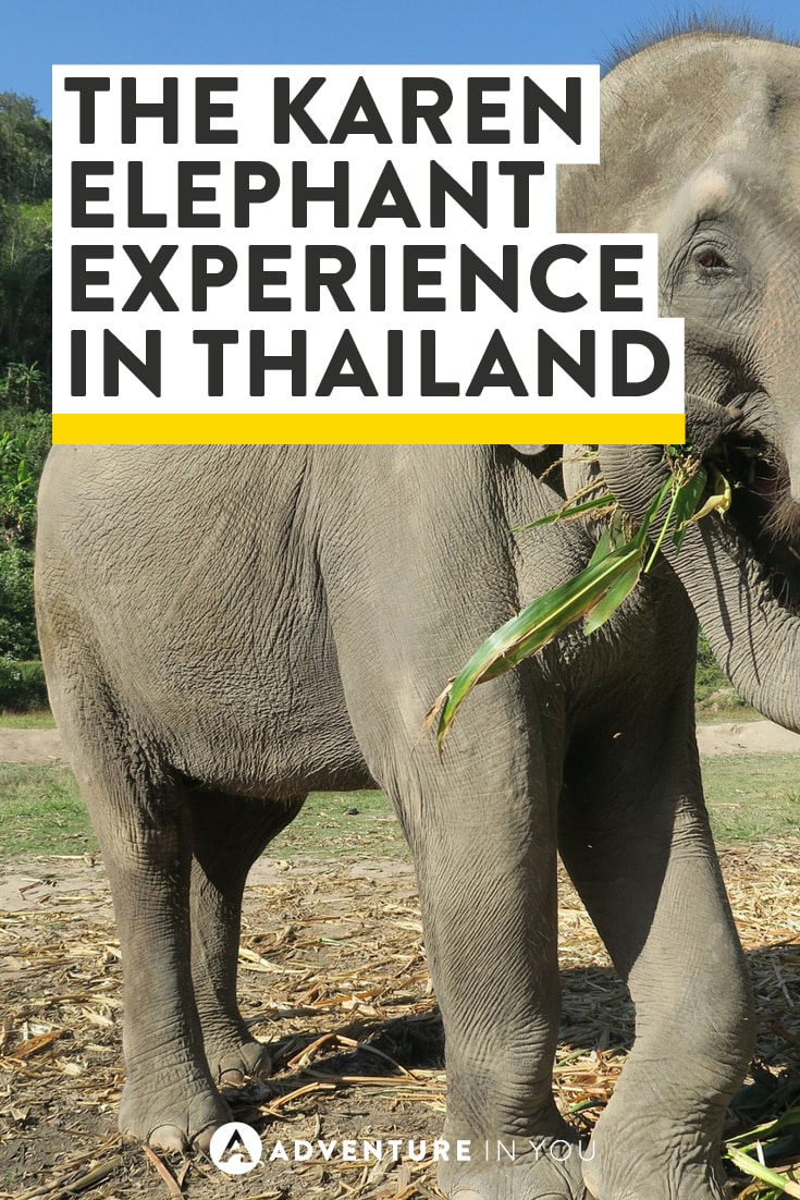 Experience elephants in their natural habitat in Thailand with the Karen Elephant Experience!