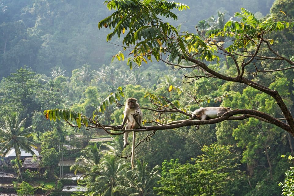 Two monkeys sit on tree at Pusuk Monkey Forest, Lombok, Indonesia