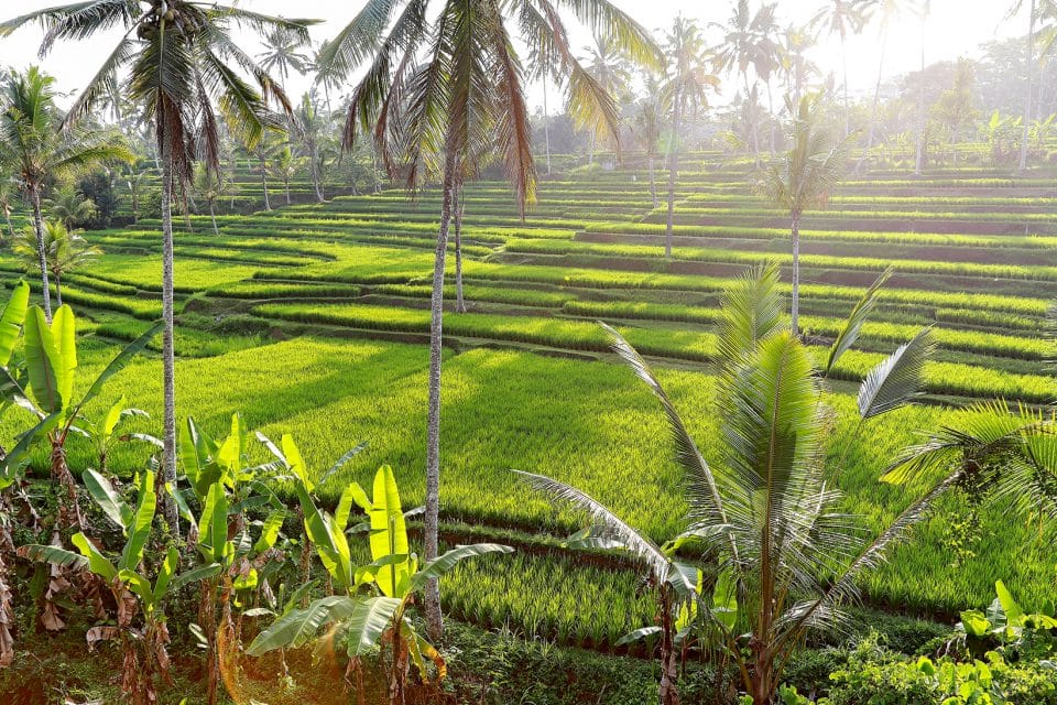 Green rice fields and palm trees