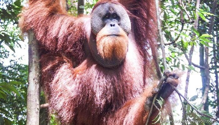 orangutan sumatra bukit lawang