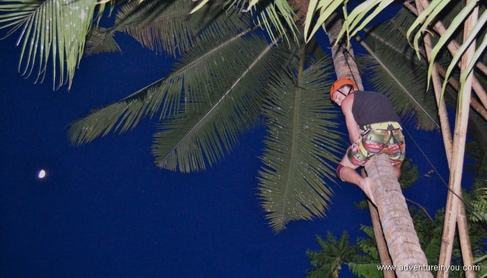 coconut tree climbing