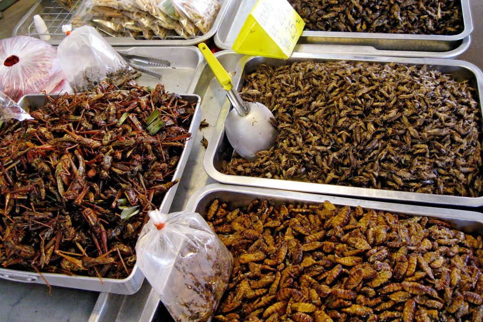 Fried bugs at a street food stall
