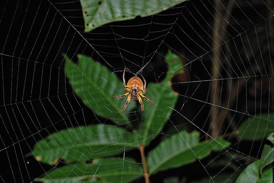 A spider on it's web