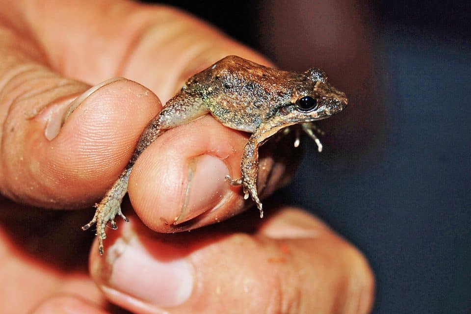 Close up of a hand holding a frog