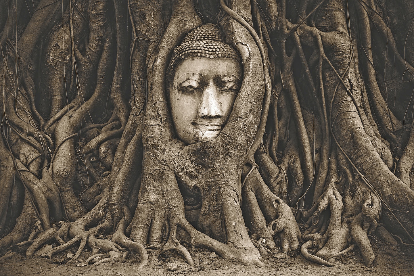 Buddha face between mangrove roots