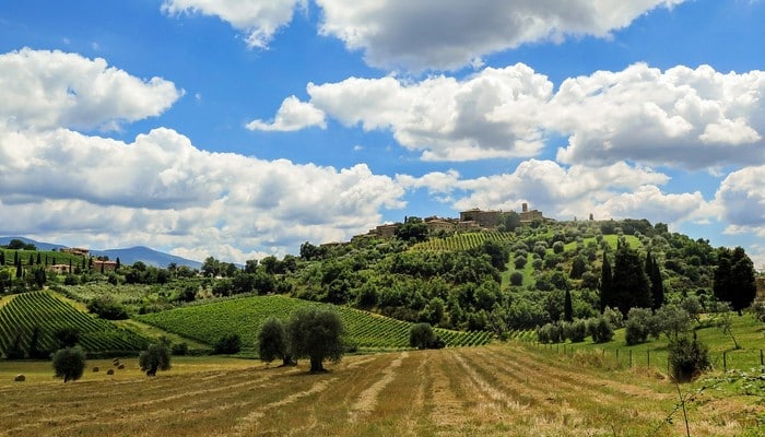 vineyard tuscany