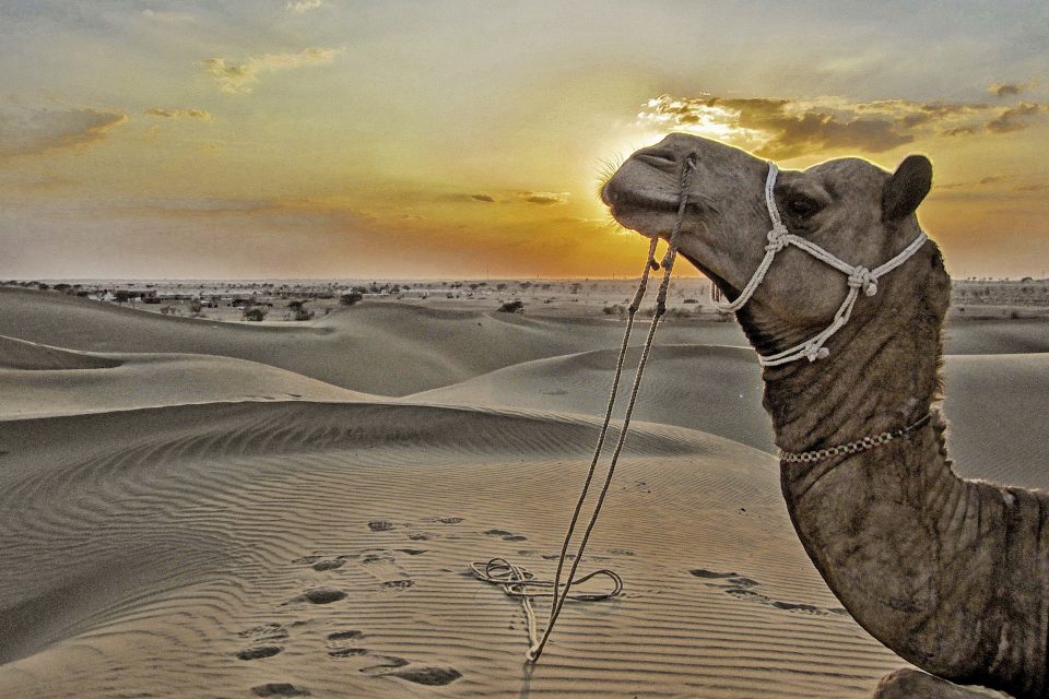日落時分沙漠中的駱駝