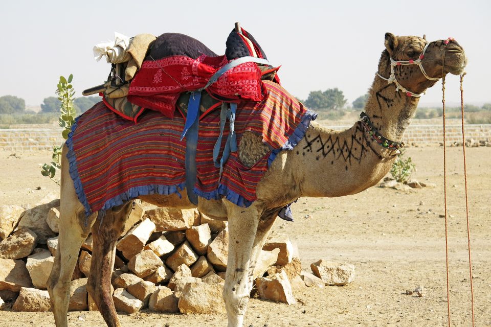 A camel with a saddle